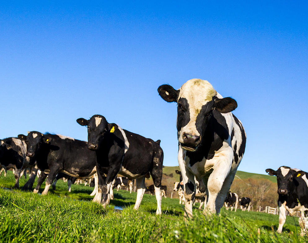 Cows